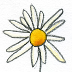 marguerite