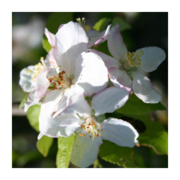 des fleurs de pommier