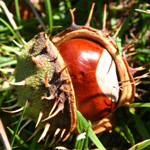 Balade au bois en automne