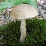 cueillette champignons